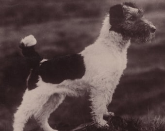 Original 1930s Proud Wire Hair Fox Terrier Dog Antique Real Photo Postcard - Vintage Victorian Edwardian RPPC