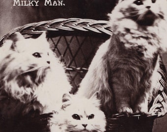 Originale 1930er Jahre Liebling Weiße Langhaar Katzen in einem Korb Antike Real Photo Postkarte - Vintage Cats RPPC