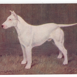 Original de la década de 1910 Campeón Inglés Bull Terrier "Sans Lavender" Artista Postal Ilustrada - Frederick Thomas Daws Antique Vintage Pitbull Dog