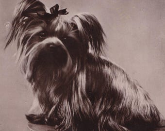 Cartão-postal antigo original da era eduardiana com foto real de um Yorkshire Terrier com laço, década de 1900.