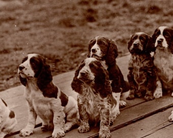 Original 1920s 7 Darling Springer Spaniel Puppies Real Photo Postcard - Antique RPPC Vintage Edwardian Gundog Dog