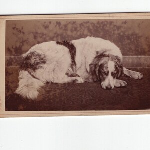 Original 1880s Large Retriever Dog CDV Photo - Carte de Visite Antique Vintage Victorian Edwardian Pet Photograph
