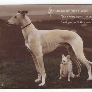 1910s Racing Greyhound & Chihuahua Real Photo Postkarte - Antiker RPPC Vintage Edwardian Hound Dog RPPC Handgetönt