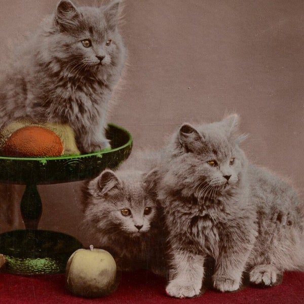 Victorian Kittens Etsy