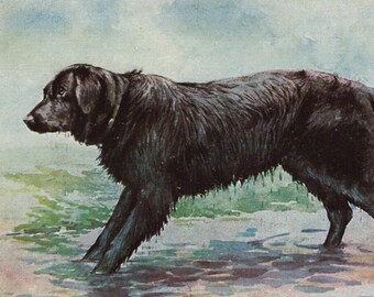 Originele jaren 1910 Flat Coat Retriever antieke kunstenaar ondertekend geïllustreerde briefkaart - Vintage Edwardiaanse hond jachthond