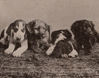 Carte postale ancienne originale des années 1900 Gundog chiots - vintage édouardien chien épagneul cocker pointeur