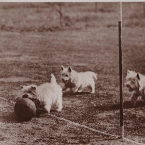 Carte postale originale de cinq Westies des années 1930 jouant au football vraie carte postale - RPPC antique vintage édouardien West Highland White Terrier chien