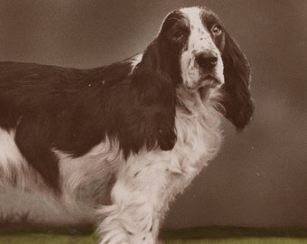 1935 Cocker Spaniel Real Photo Postcard - Antique RPPC Vintage Edwardian Gundog Dog Hand Tinted