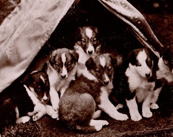 Original 1910s Beautiful Rough Collie Puppies in a Tent Real Photo Postcard - Antique RPPC Vintage Edwardian Dog