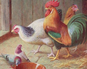 1940s Chickens Etsy