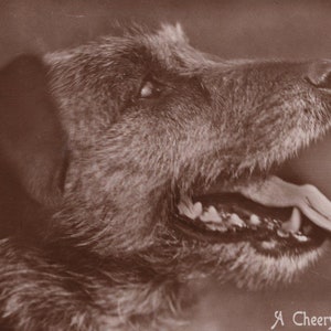 Carte postale ancienne originale de Terrier irlandais des années 1930 avec photo réelle - vintage victorien antique RPPC chien édouardien
