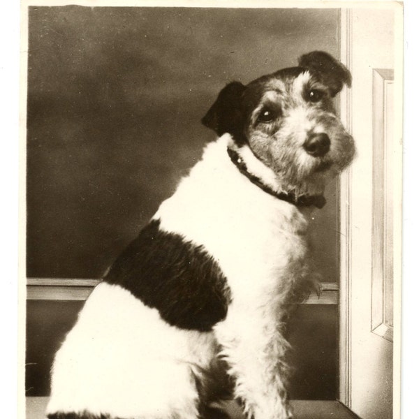década de 1930 terrier perro foto Real postal antigua Vintage RPPC