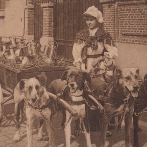 Oryginalna pocztówka z lat 1910. Duże psy ciągnące wózek z mlekiem - zabytkowy pies wiktoriański z epoki edwardiańskiej