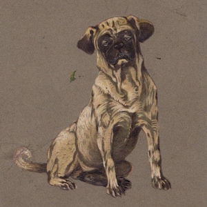 Original 1900s Pug Artist Signed Illustrated Postcard - Vintage Dog Victorian Edwardian Litho Chromo
