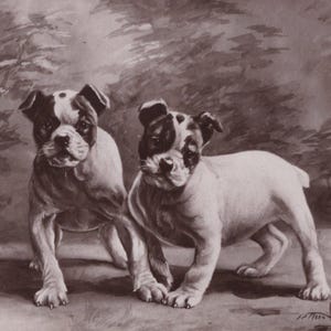 Original 1900s Bulldog Puppies Artist Illustrated Postcard - Vintage Dog Victorian Edwardian Pitbull