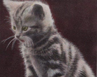 Carte postale ancienne originale Darling Tabby Kitten des années 1900 - chat édouardien victorien vintage
