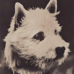 Postal original de un atractivo Westie de la década de 1930 con foto real - Antiguo perro West Highland White Terrier eduardiano de la época RPPC