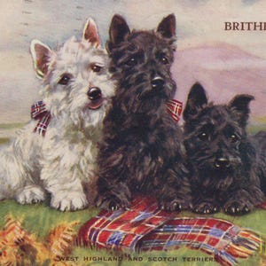 Postal original ilustrada por Mabel Gear de los años 60: Westie y Scottish Terriers - Perro blanco vintage de las Tierras Altas de West Highland.