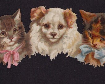 Oryginalna pocztówka z lat 1910. przedstawiająca koty pomeranian i pręgowane autorstwa Heleny Maguire - zabytkowy pies wiktoriański edwardiański litografia chromo