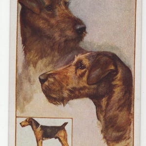 Carte postale illustrée originale des années 1910 Airedale Terrier George Vernon Stokes artiste signée - chien vintage édouardien antique