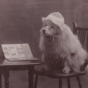 Spitz original des années 1900 déguisé en grand-mère Antique vraie carte postale photo - RPPC vintage Edwardian Terrier chien Poméranie
