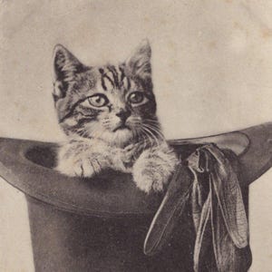 Cartolina originale del 1900 con un gattino soriano dentro un cappello a cilindro - Gatto edoardiano d'epoca antico
