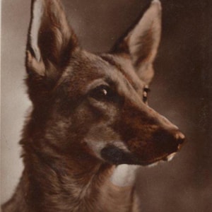 Original 1930s German Shepherd Real Photo Postcard - Antique Vintage RPPC Hand Tinted Dog GSD Alsatian