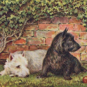 Cartolina illustrata originale degli anni '10 raffigurante Westie e Scottish Terrier, artista M. Forster Knight - Vintage Scotty Dog West Highland
