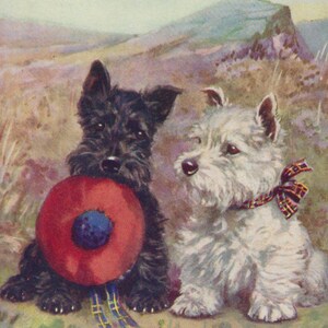 Postal original ilustrada por Mabel Gear de los años 60: Westie y Scottish Terriers - Perro blanco vintage de las Tierras Altas de West Highland.
