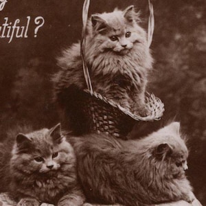 Postal antigua con foto real de gatitos persas en una cesta, original de la década de 1910 - RPPC - Gato victoriano vintage eduardiano
