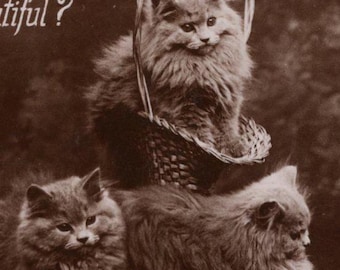 Oryginalne kocięta perskie z lat 10. XX wieku w koszyku, antyczna pocztówka ze zdjęciem – RPPC, zabytkowy kot wiktoriański z epoki edwardiańskiej