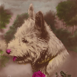 Postal original de Cairn Terrier de la década de 1920 con foto real - Perro antiguo RPPC coloreado a mano