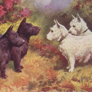 Cartão postal ilustrado por artista, par original de Westies e terriers escoceses da década de 1910 - Scotty Dog vintage West Highland