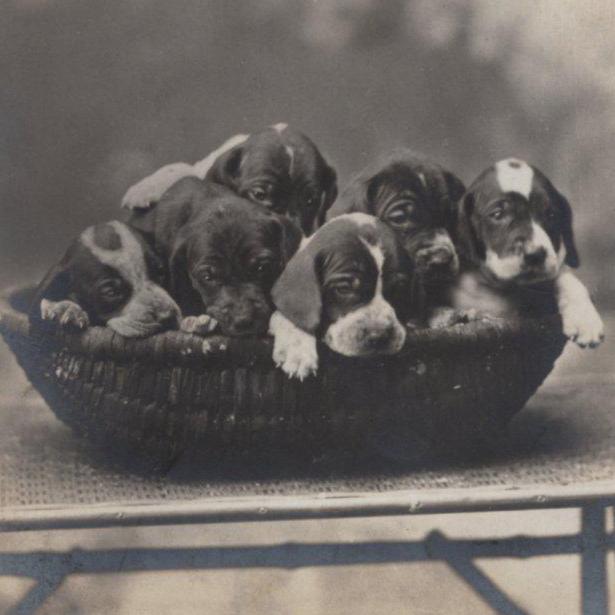 Original 1910s Pointer Puppies in a Basket Antique Real Photo Postcard - Vintage Victorian Edwardian RPPC Dog Gundog