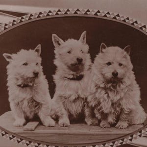 Véritable carte postale photo originale des années 1930 Three Westies - ancien RPPC vintage édouardien West Highland White Terrier chien