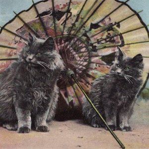 Postal antigua original de la década de 1900: adorables gatitos persas con sombrilla - Gato victoriano eduardiano vintage