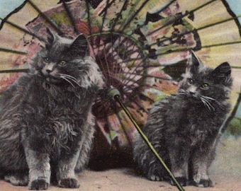 Chatons persans chéris originaux des années 1900 avec une carte postale ancienne parasol - chat édouardien victorien vintage