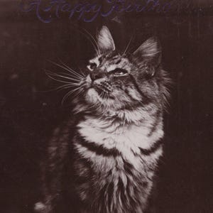 Cartolina fotografica originale del 1900 raffigurante un tenero gatto soriano soffice e adorabile - RPPC d'epoca edoardiana antica