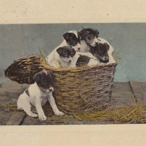 Carte postale ancienne originale des années 1900, chiots fox terrier lisses - chien édouardien victorien vintage