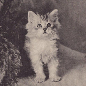 Cartolina originale del 1900 raffigurante un gattino tigrato - Serie di studi sui gatti di Landor, epoca edoardiana, in stile antico.