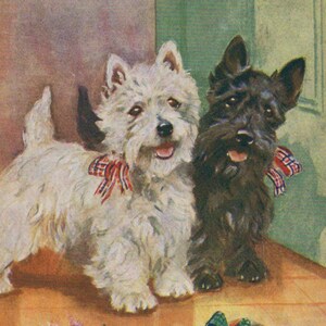 Oryginalna pocztówka z lat 60. XX wieku, Westie i szkockie teriery, ilustrowana przez artystę Mabel Gear - zabytkowy pies rasy Scottie Scotty West Highland White