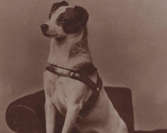 Original 1910s Jack Russell in Leather Harness Antique Real Photo Postcard - Vintage Victorian Edwardian RPPC Terrier Dog