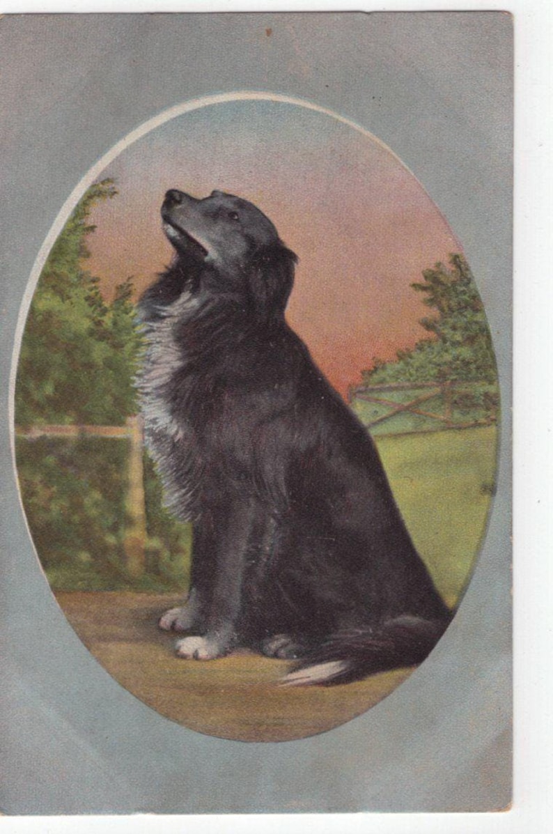 Cartolina antica originale del 1900 con cucciolo di Rough Collie - Cane vittoriano edoardiano d'epoca immagine 1