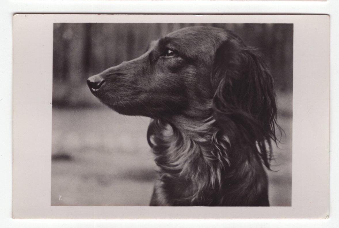 Original 1950s Saluki Portrait Real Photo Postcard - Antique RPPC Vintage Edwardian Hound Dog RPPC