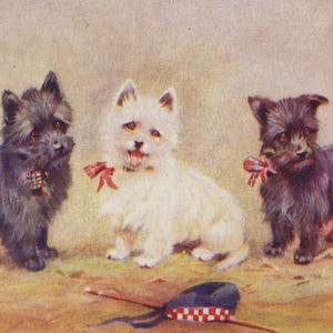 Carte postale illustrée originale de l'artiste trois Westie et Terriers écossais des années 1910 - vintage Scotty Dog West Highland