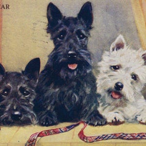 Postal original ilustrada por Mabel Gear de los años 50: Westie y Scottish Terriers - Perro blanco vintage de las Tierras Altas de West Highland.