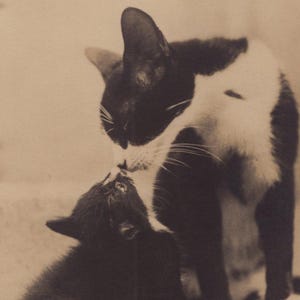 Cartolina fotografica antica originale degli anni '30 con gatto e gattino in smoking - Vintage RPPC