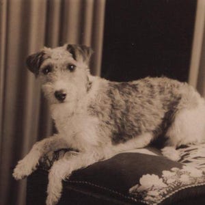 Carte postale originale avec photo authentique Fox Terrier, cheveux métalliques des années 1940 - chien RPPC victorien édouardien vintage
