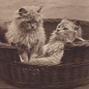 Cartão postal antigo original de um par de gatinhos persas em uma cesta da década de 1900 - Gato eduardiano vintage