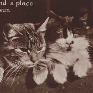 Postal antigua con foto real de gato atigrado y gatito persa de la década de 1930 - Vintage RPPC